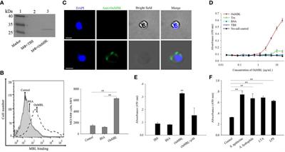 Mannose-binding lectin suppresses macrophage proliferation through TGF-β1 signaling pathway in Nile tilapia